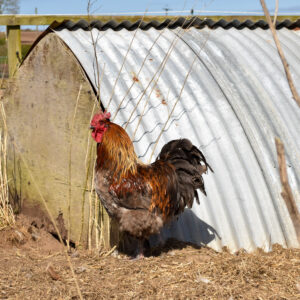 Hens-300x300
