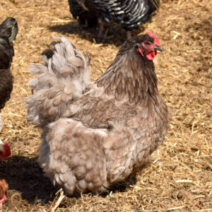 Hens1-300x300