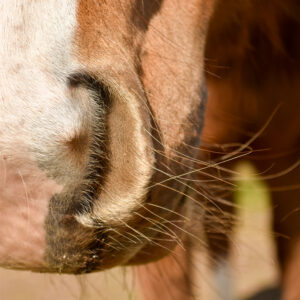 Nose1-300x300