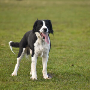 Pippin-300x300