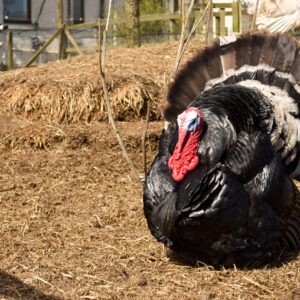 Turkeys-scaled-e1717093923603-300x300
